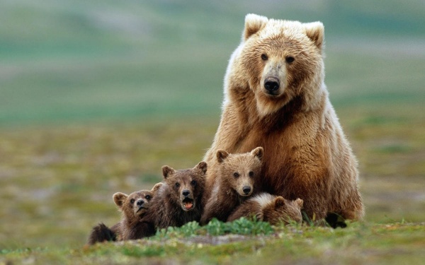 медведи-любят-мёд-2.jpg